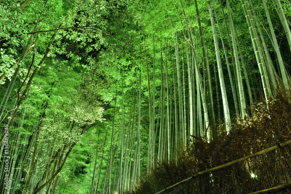 Naklejka premium 京都 嵐山の竹林