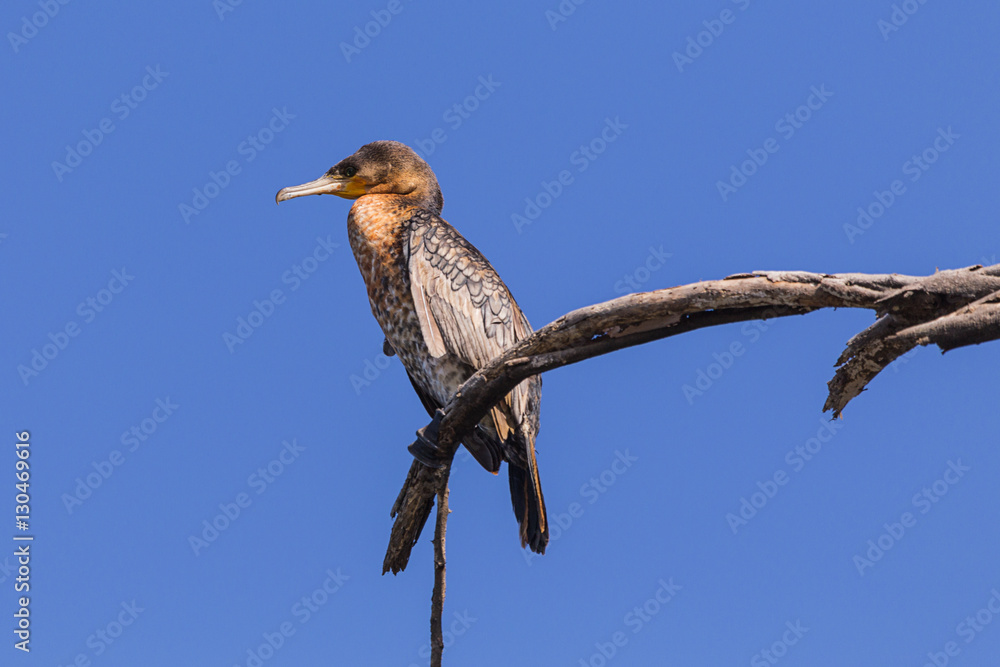 Fototapeta premium bird in mombasa lake in Kenya, Africa