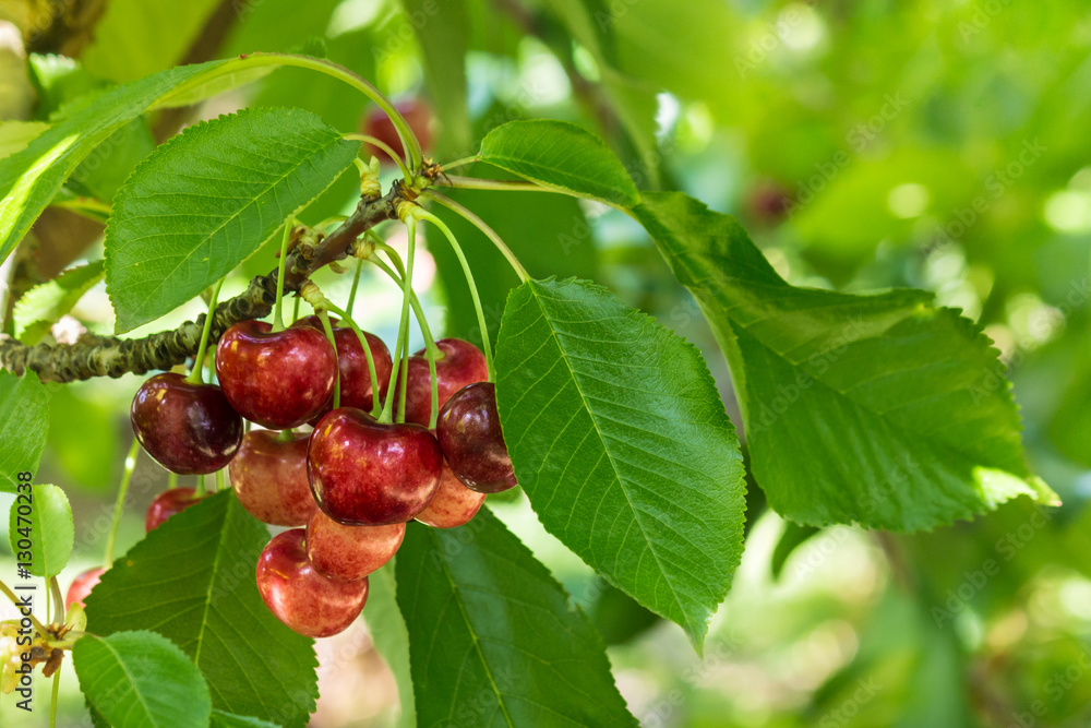 juicy cherries ripening on cherry tree in cherry orchard juicy cherries ripening on cherry tree in cherry orchard
