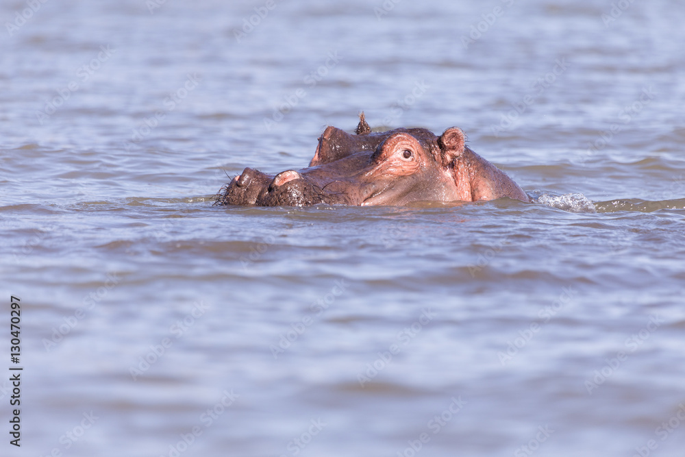 hippos bathing in Lake mombasa, kenya hippos bathing in Lake mombasa, kenya