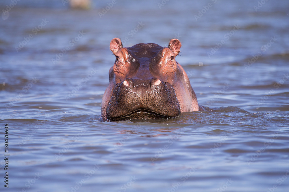 Fototapeta premium hippo in mombasa kenya lake