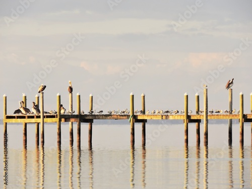 dock of birds © juliakaye59