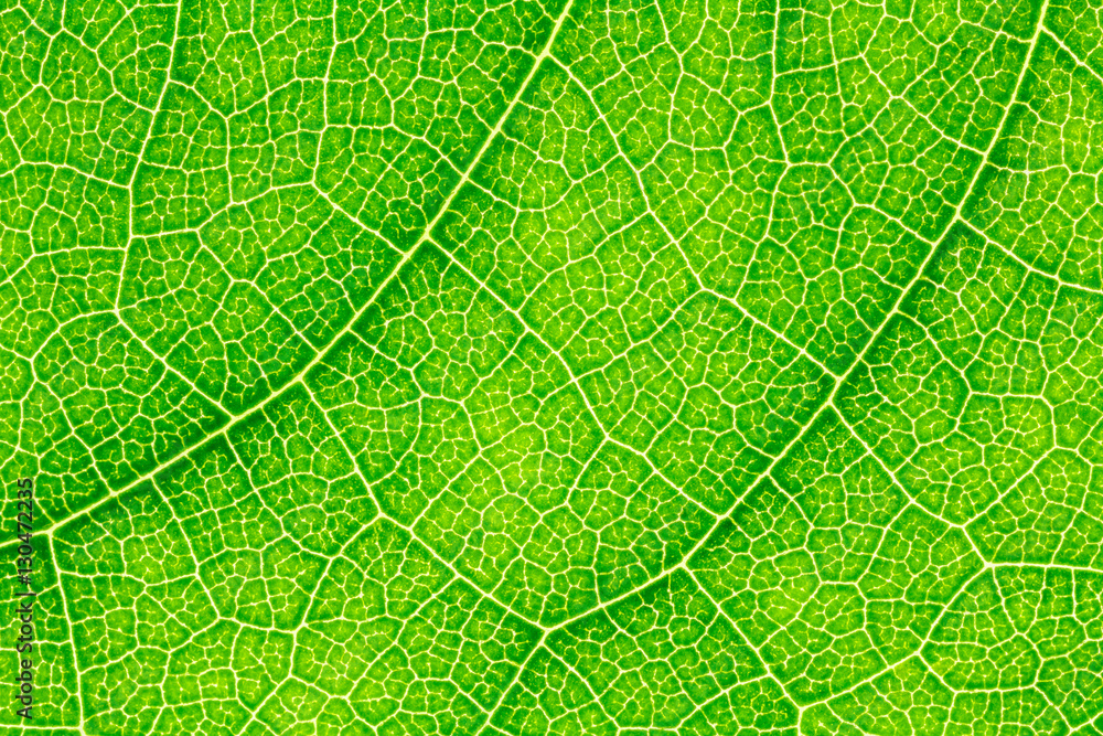 Leaf texture, leaf background for design with copy space for text or image. Leaf motifs that occurs natural. Leaf texture, leaf background for design with copy space for text or image. Leaf motifs that occurs natural.
