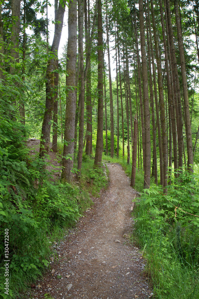 Dirt path going through a tree-filled forest Dirt path going through a tree-filled forest