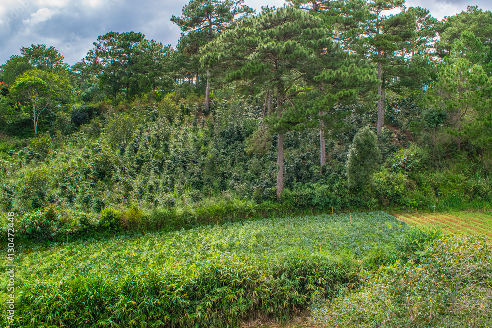 Coffee plantation in mountains in Asia, Dalat city, Vietnam Coffee plantation in mountains in Asia, Dalat city, Vietnam