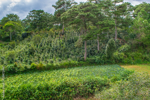 Coffee plantation in mountains in Asia, Dalat city, Vietnam