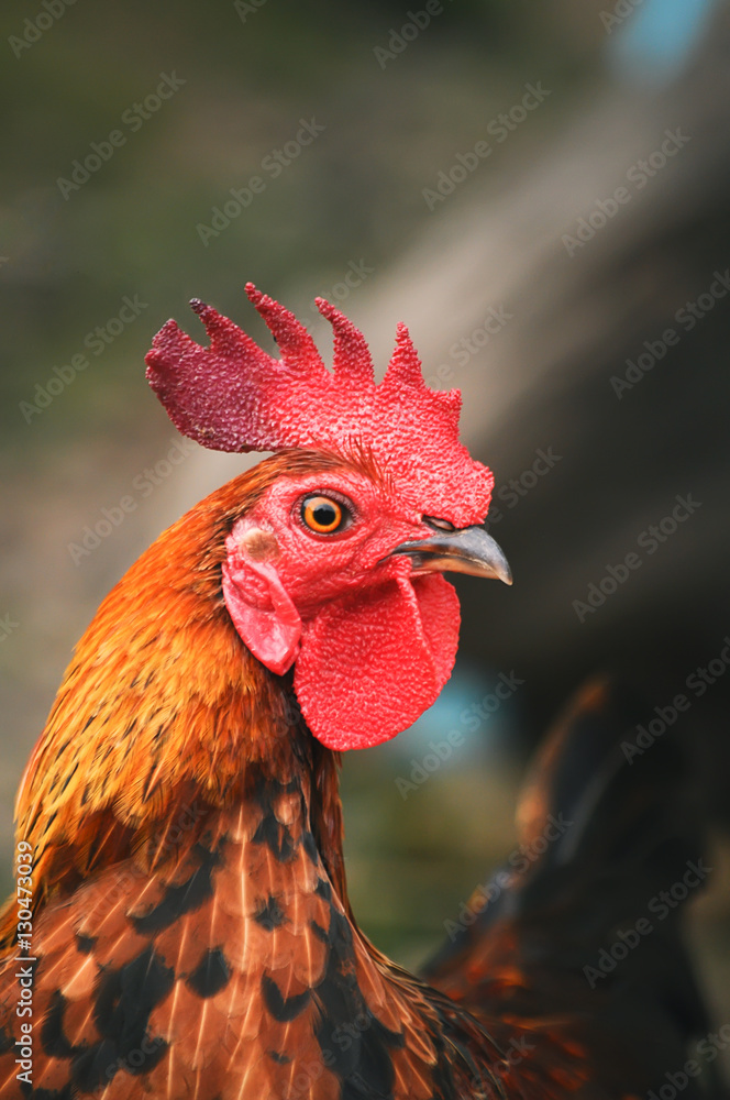 Close up shot of rooster head