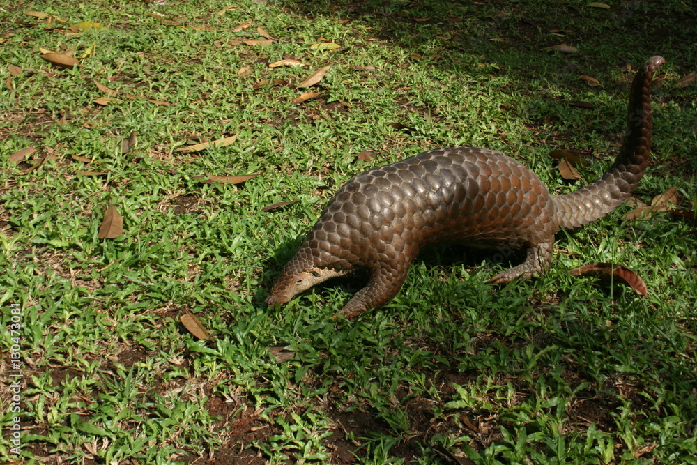 Obraz premium anteaters 