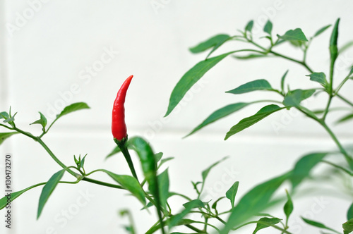 One red chilli growing near white wall.