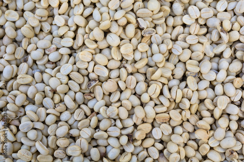 drying raw, unroasted coffee beans. drying raw, unroasted coffee beans.
