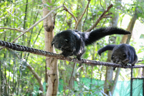 two binturong on a rope with a raised tail photo