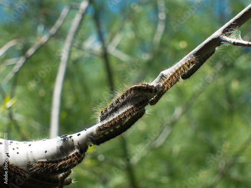 Brown Tail Moth Larvae cocoon in forest wood