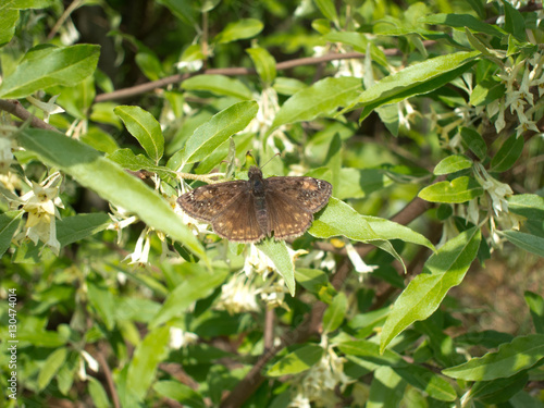 Columbine Duskywing (Erynnis lucilius) butterfly warming wings