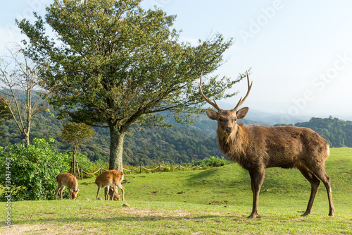 Buck deer standing on mountain