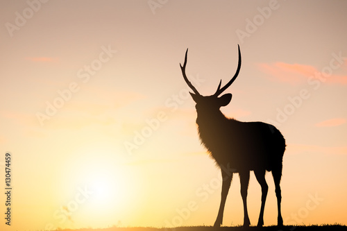 Deer Stag with sunset