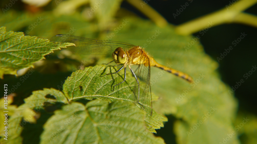 Ruby Meadowhawk (Sympetrum Rubicundulum) dragonfly perched on branch and leaf Ruby Meadowhawk (Sympetrum Rubicundulum) dragonfly perched on branch and leaf