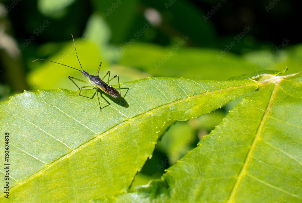 Insect on leaf in woods during summer Insect on leaf in woods during summer