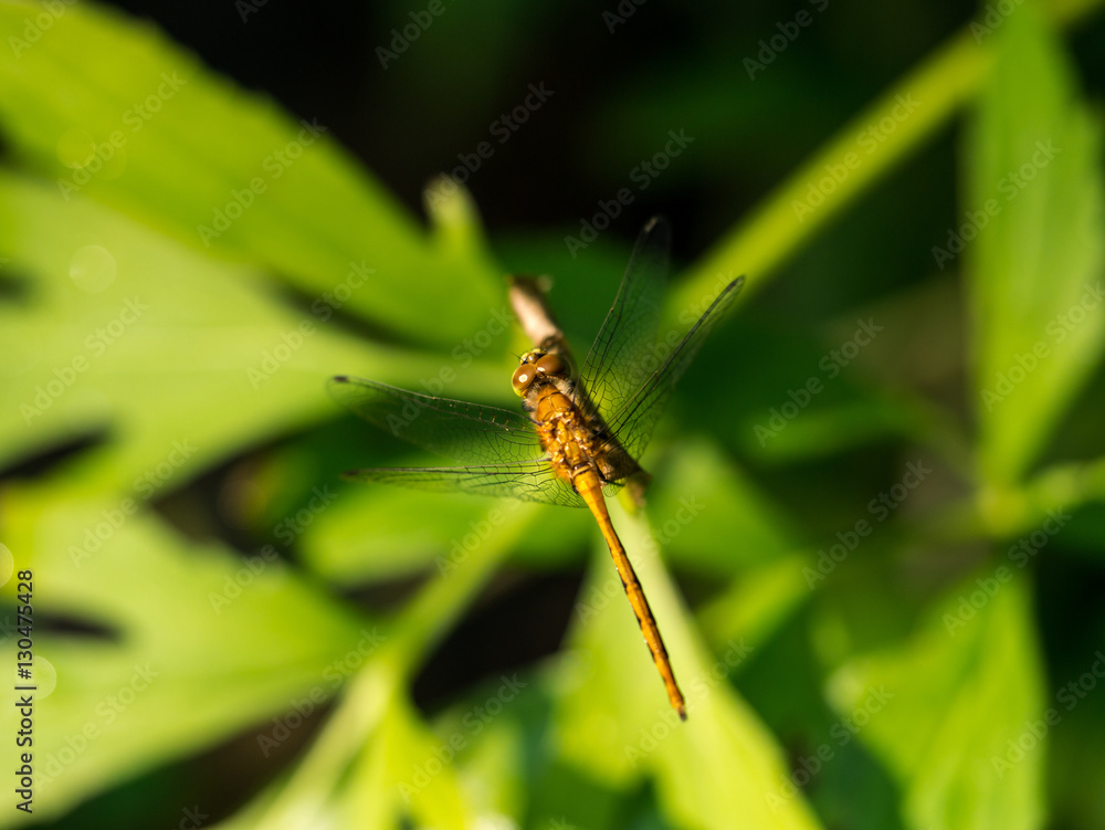 Ruby Meadowhawk (Sympetrum Rubicundulum) dragonfly on twig in summer Ruby Meadowhawk (Sympetrum Rubicundulum) dragonfly on twig in summer