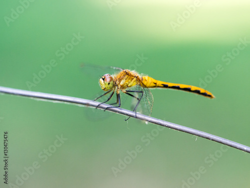 Ruby Meadowhawk (Sympetrum Rubicundulum) dragonfly on twig in summer © Harold