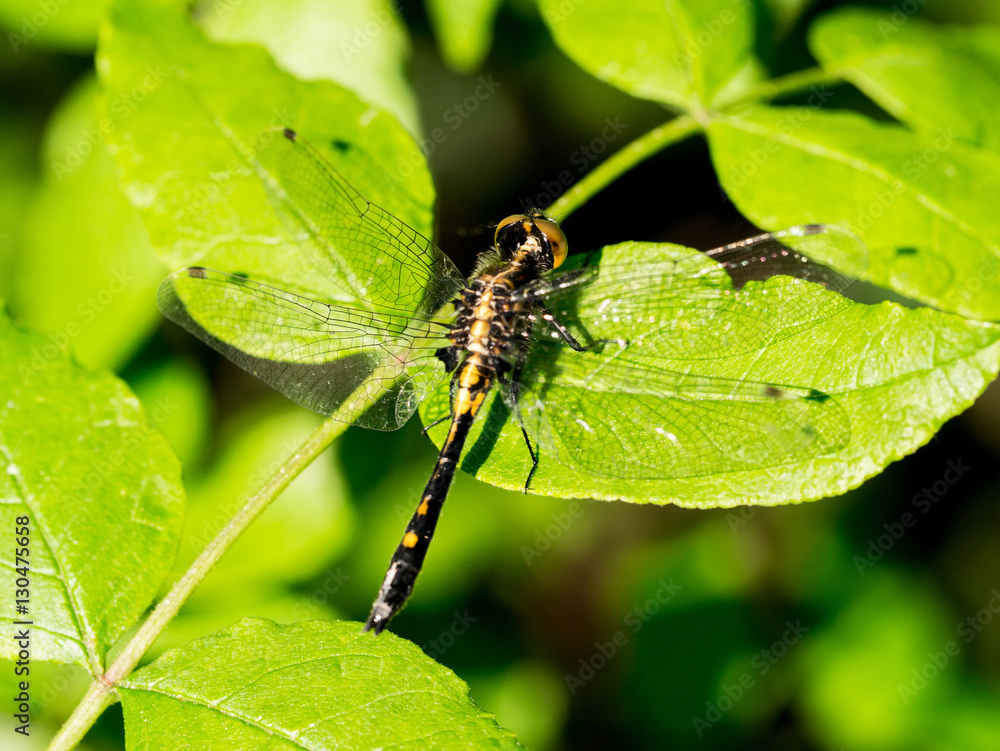 Dragonfly warming wings on a leaf in summer Dragonfly warming wings on a leaf in summer
