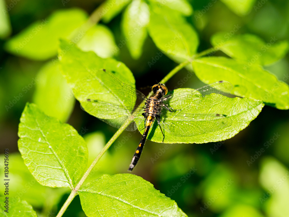 Dragonfly warming wings on a leaf in summer Dragonfly warming wings on a leaf in summer