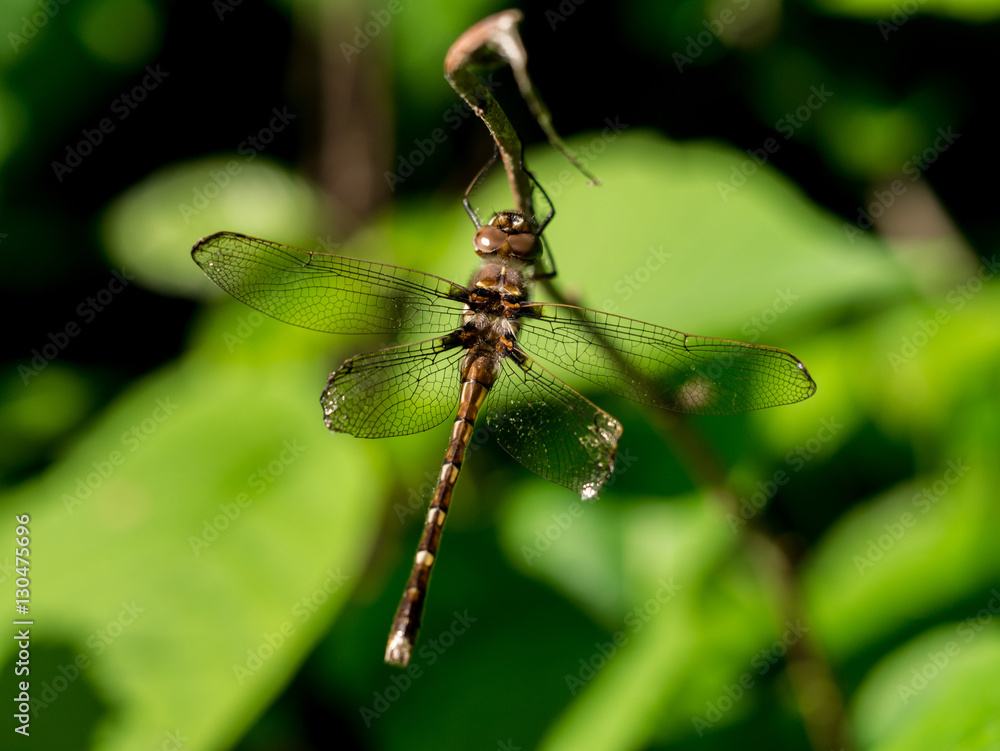 Dragonfly warming wings on a leaf in summer Dragonfly warming wings on a leaf in summer