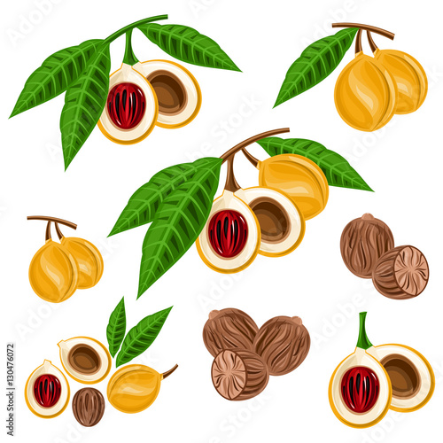 Nutmeg