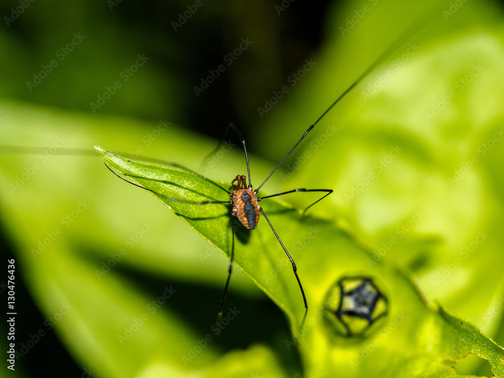 Harvestman (Leiobunum vittatum) arachnid on a leaf in the garden