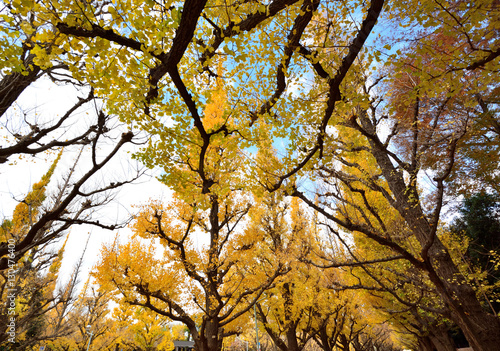 壮大なイチョウ並木の黄葉　-　神宮外苑、東京、日本