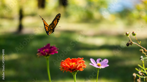 Monarch (Danaus plexippus) flying around cosmos flowers in summer