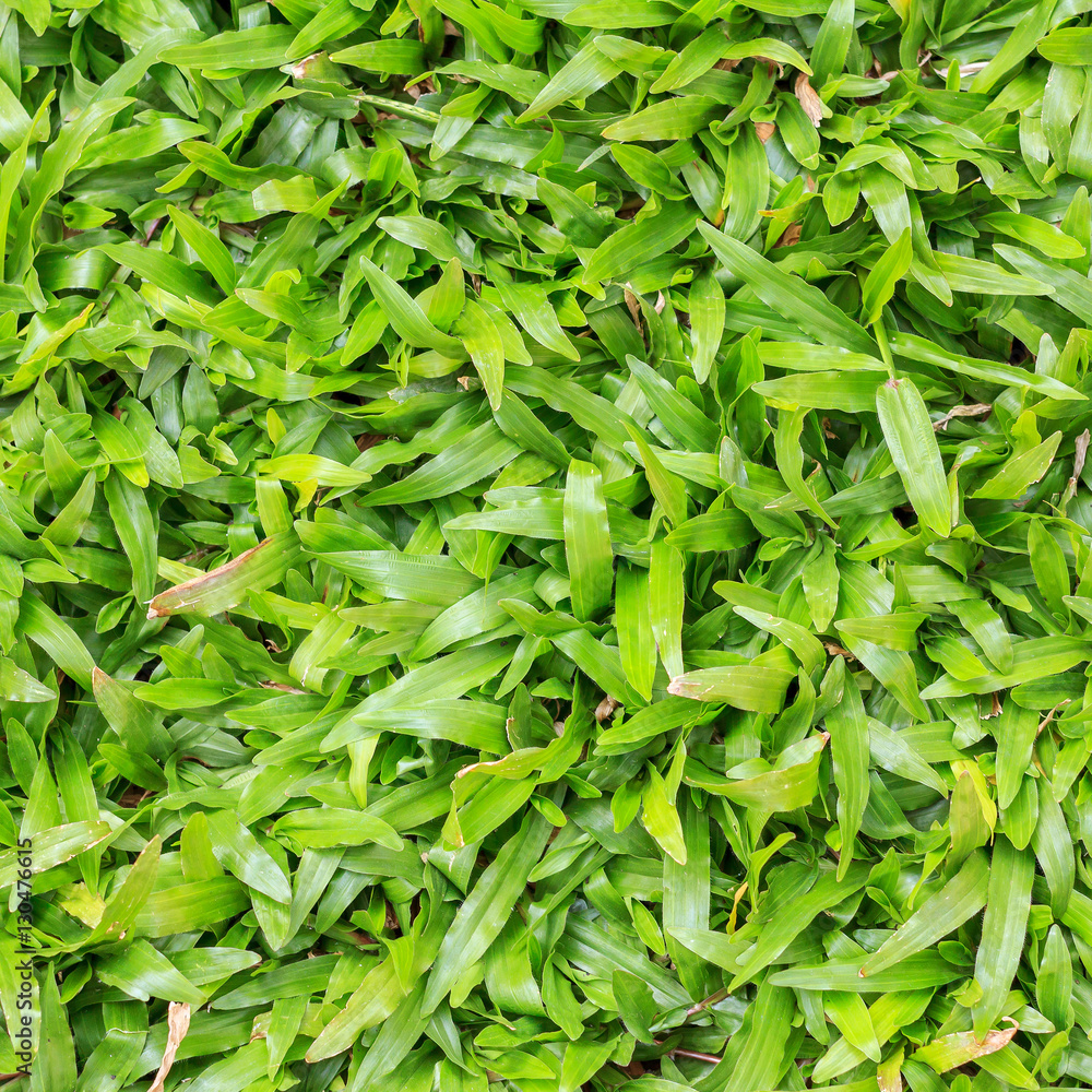 Natural green grass texture background for design with copy space for text or image. Natural green grass texture background for design with copy space for text or image.