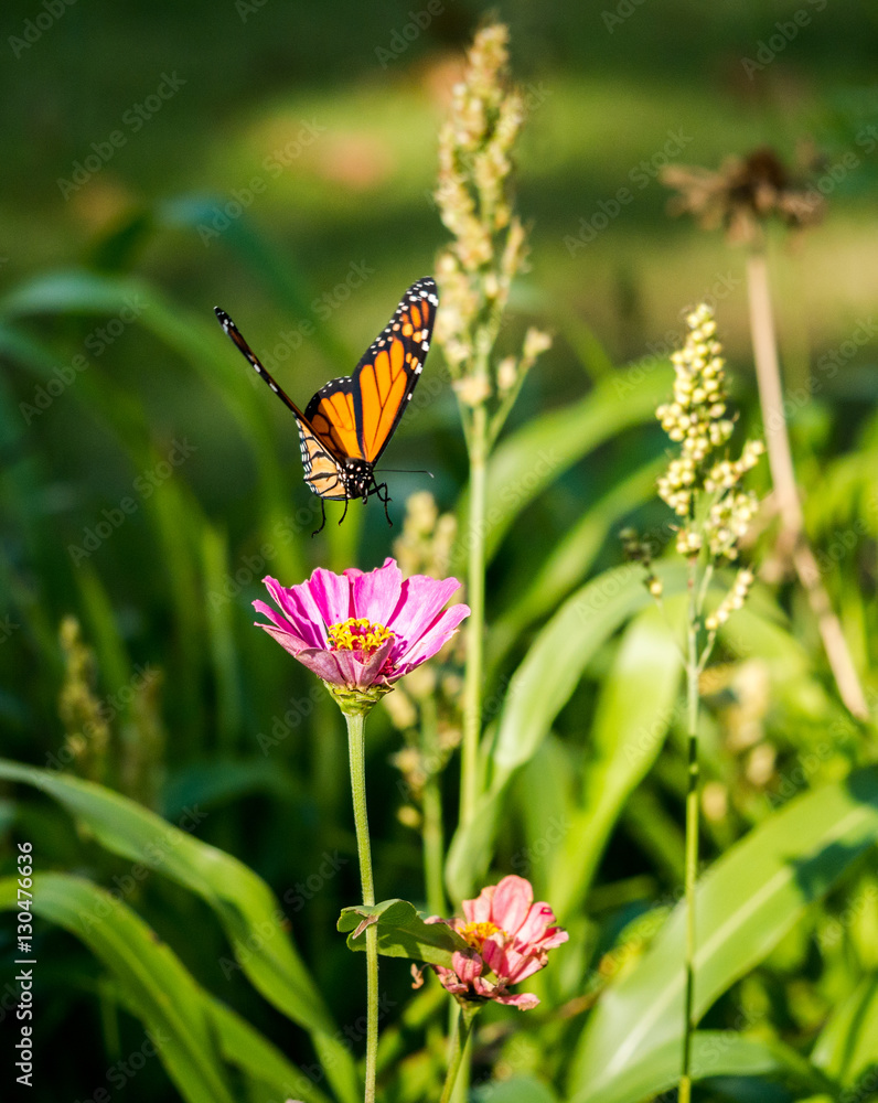 Monarch (Danaus plexippus) flying around cosmos flowers in summer Monarch (Danaus plexippus) flying around cosmos flowers in summer