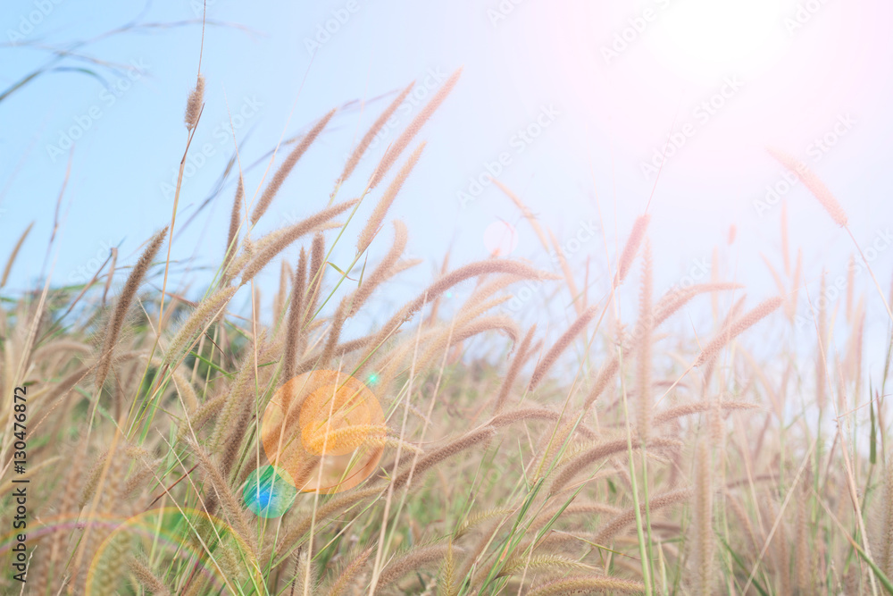 summer grass with landscape, sunlight sky,natural background summer grass with landscape, sunlight sky,natural background