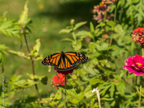 Monarch (Danaus plexippus) in flight around flowers by lake © Harold