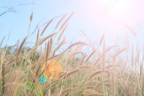 summer grass with landscape, sunlight sky,natural background