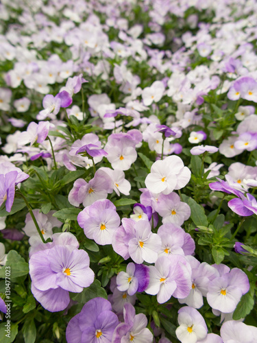 パンジーの花壇
