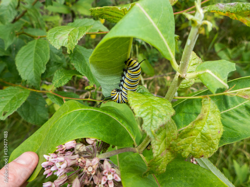 Monarch (Danaus plexippus) caterpillar eating milkweed leaf © Harold