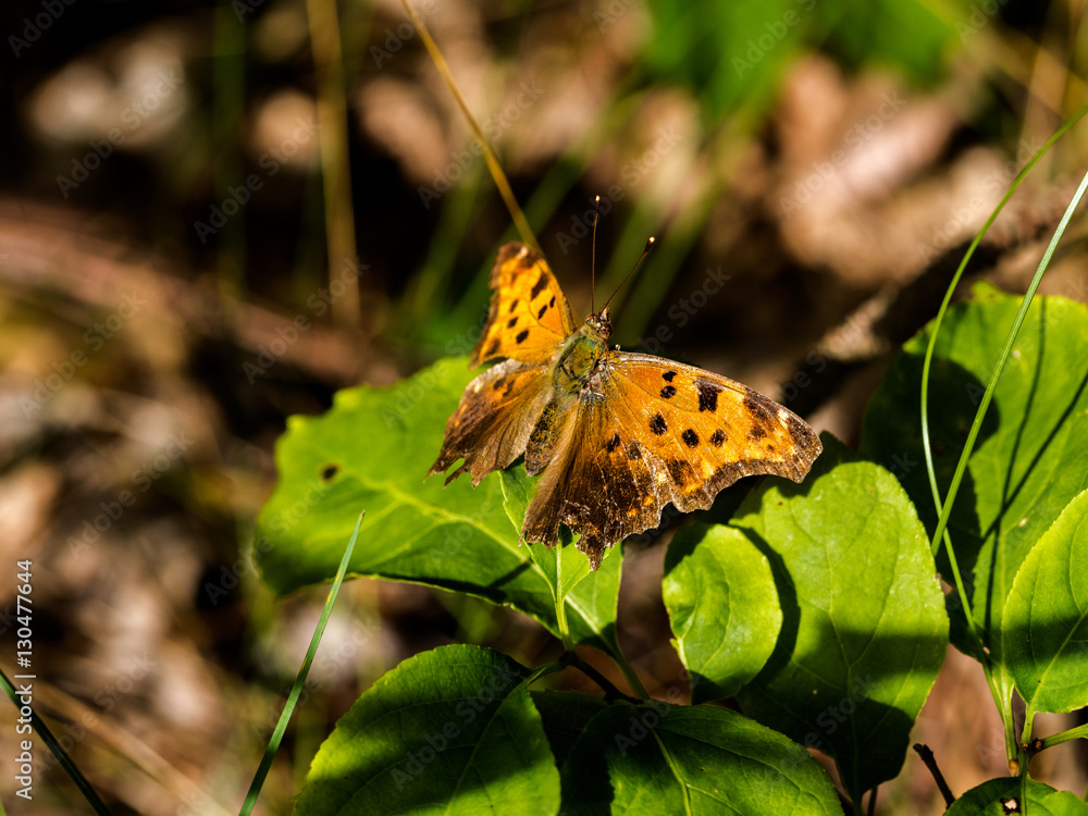 Fototapeta premium Eastern Comma (Polygonia comma) on leaf during golden hour