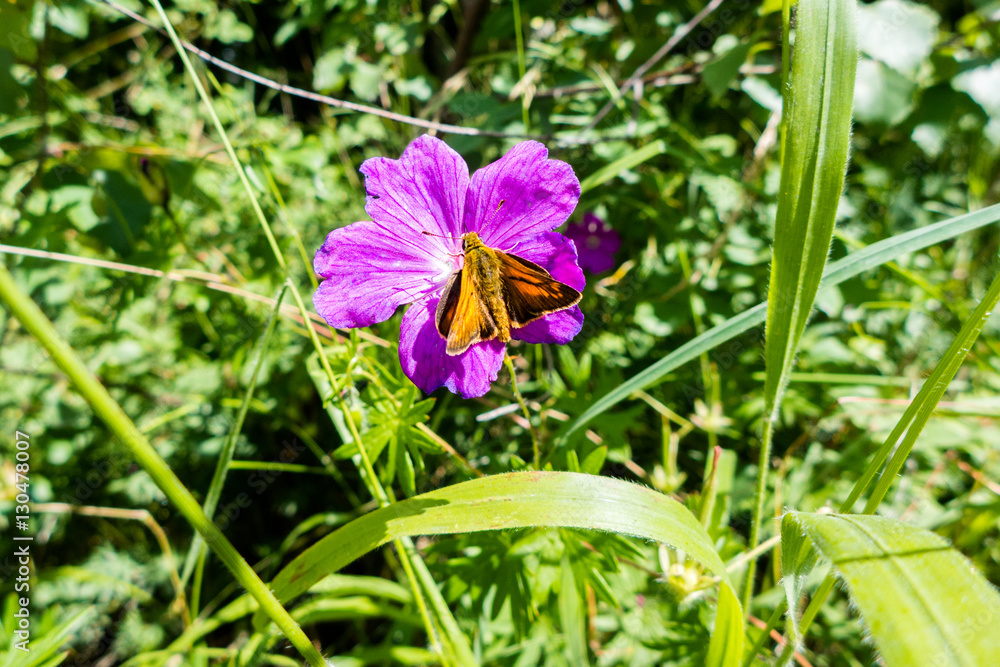 Skipper butterfly on pretty flower in Sweden Skipper butterfly on pretty flower in Sweden