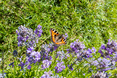 Small tortoiseshell  Aglais urticae  on flowers in Sweden