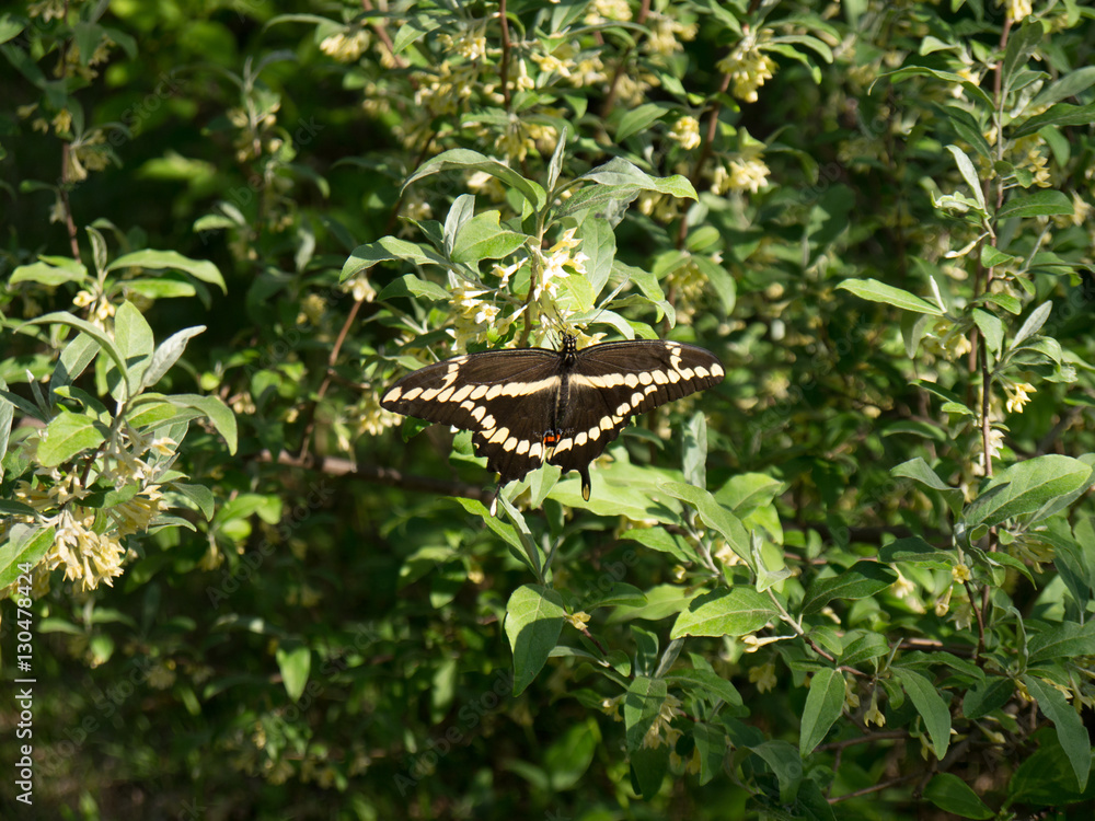 Giant Swallowtail (Papilio cresphontes) sunbathing wings in summer