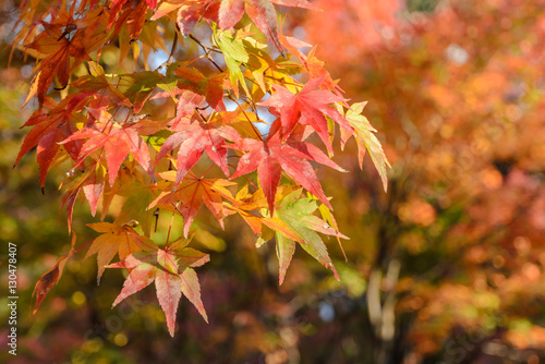 Autumn red and green maple leaves background
