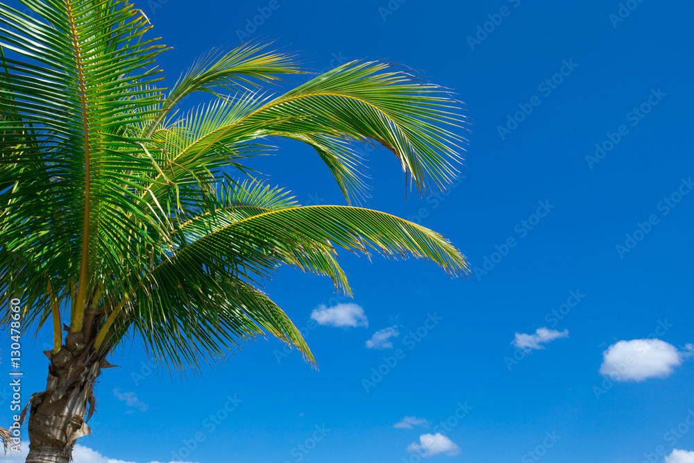 Fototapeta premium Palm tree on the sky