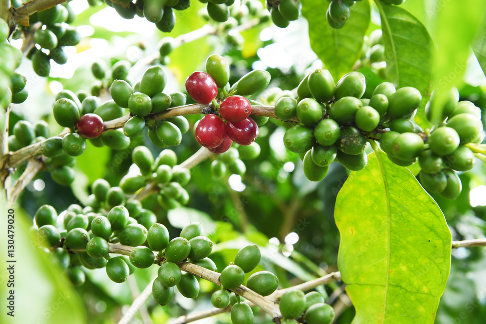 Coffee beans ripening on a tree. Coffee beans ripening on a tree.