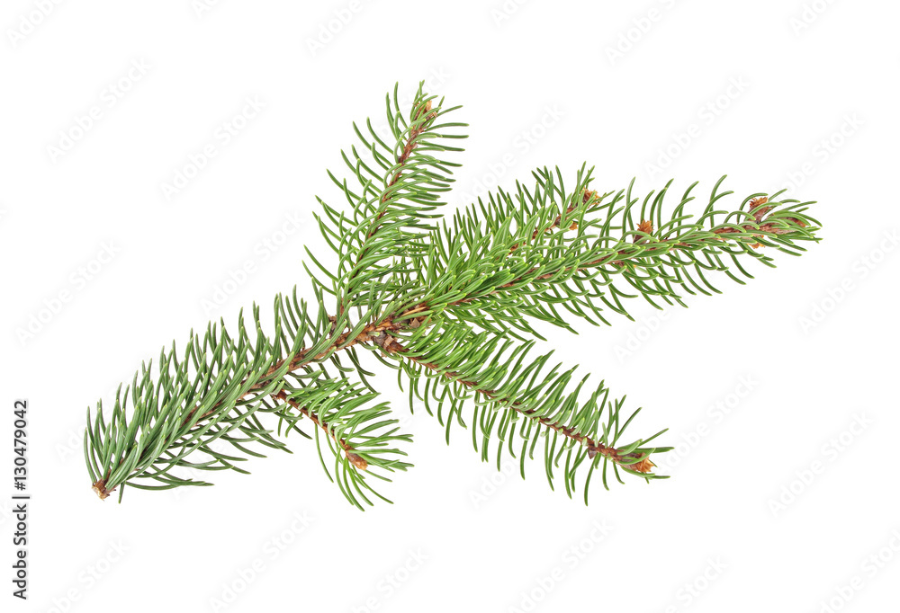Naklejka premium Fir tree branch isolated on a white background