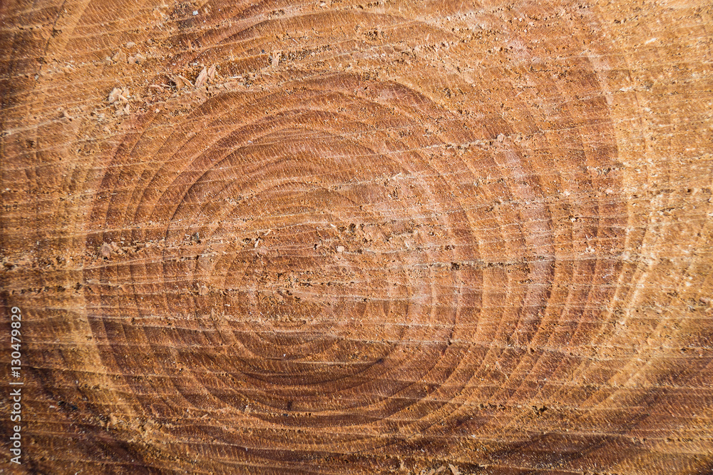 Naklejka premium cross section of the tree