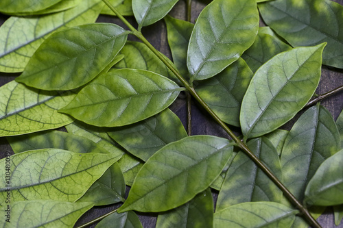 abstract green leaves on wooden background. © Small Smiles_dimple