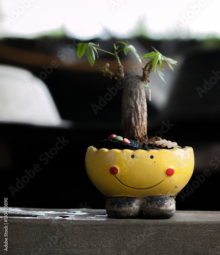 SMALL TREE GROWN IN SMILEY-POT photo