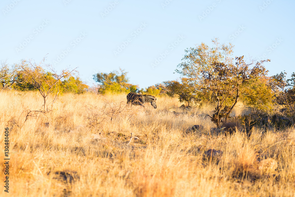 Zebra grazing in the bush at sunset. Wildlife Safari in the scenic Marakele National Park, travel destination in South Africa. Zebra grazing in the bush at sunset. Wildlife Safari in the scenic Marakele National Park, travel destination in South Africa.