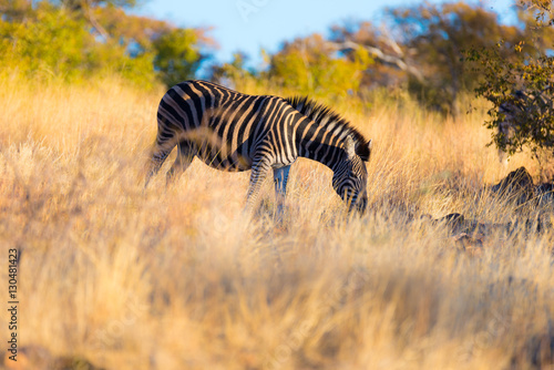 Zebra grazing in the bush at sunset. Wildlife Safari in the scenic Marakele National Park, travel destination in South Africa. © fabio lamanna
